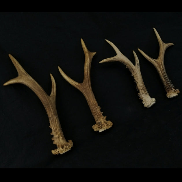 Roe Deer Antler Pairs SkullStore Inc