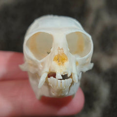 Marmoset Monkey Skull C (SALE)