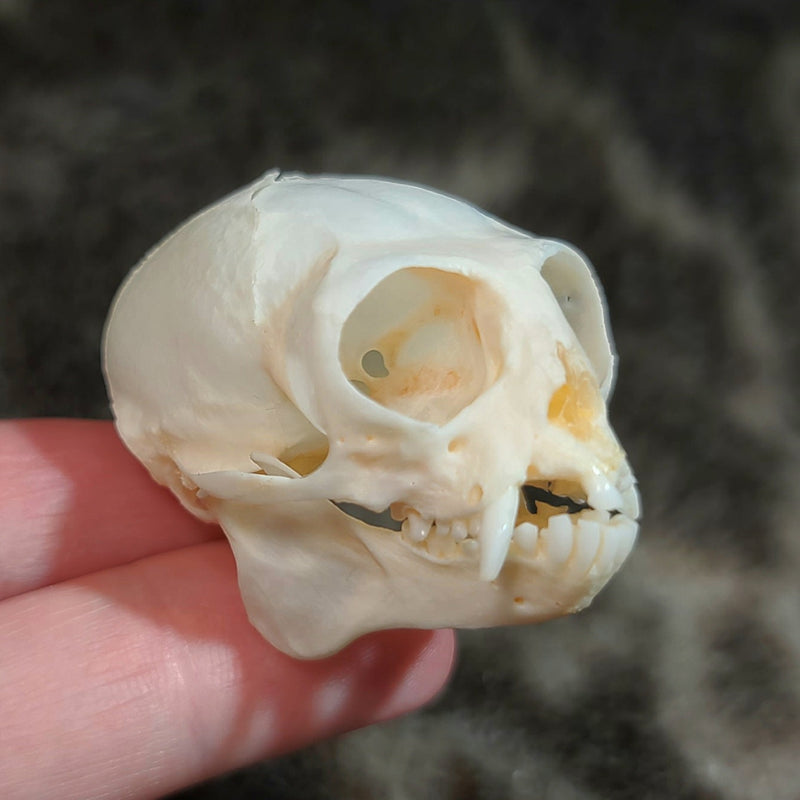 Marmoset Monkey Skull C (SALE)