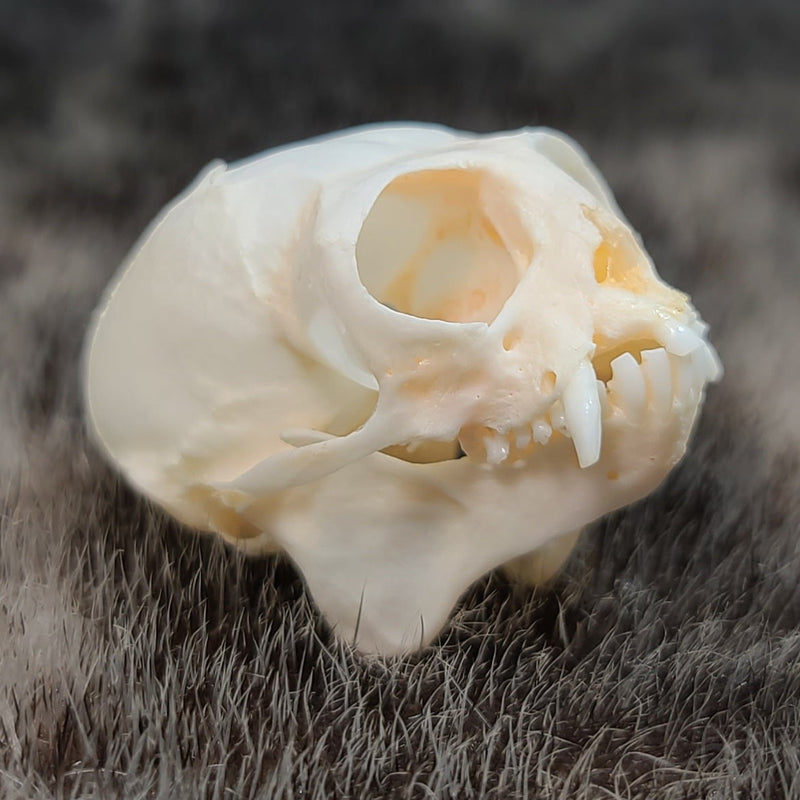 Marmoset Monkey Skull C (SALE)