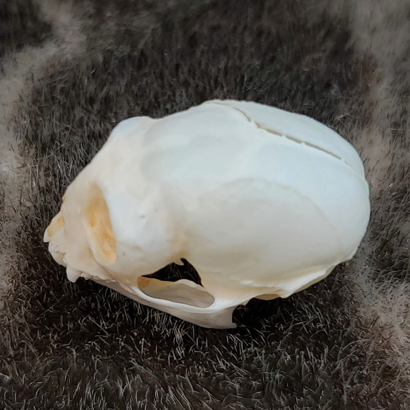 Marmoset Monkey Skull C (SALE)