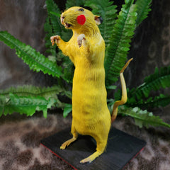 Rat Taxidermy, Lightning Rodent