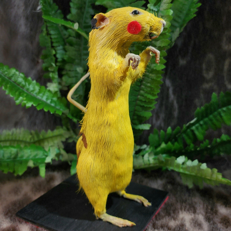 Rat Taxidermy, Lightning Rodent