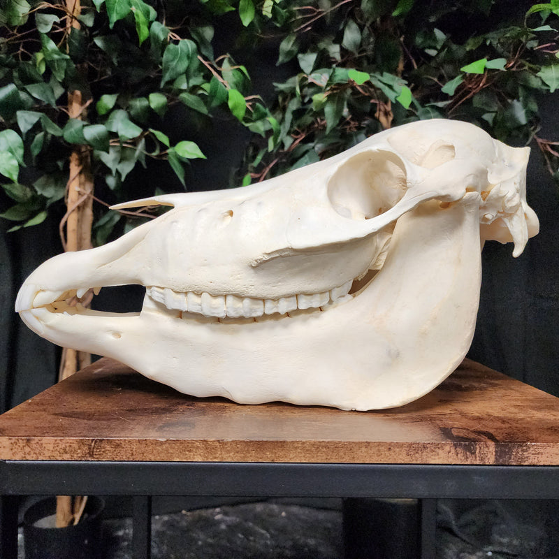 Miniature Horse Skull