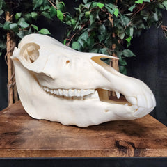 Miniature Horse Skull