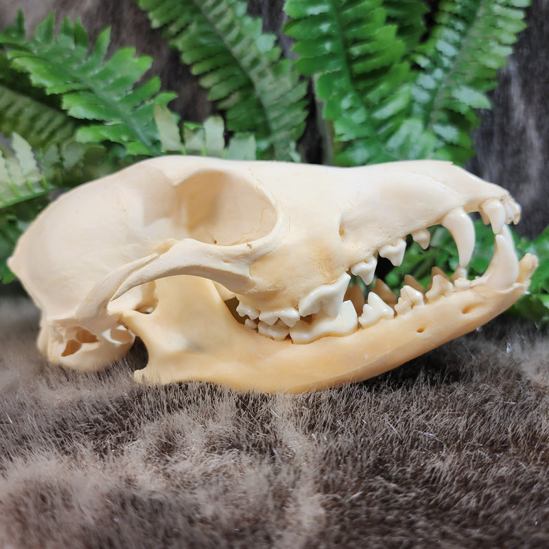 Black Backed Jackal Skull (B GRADE), D | SkullStore Inc.