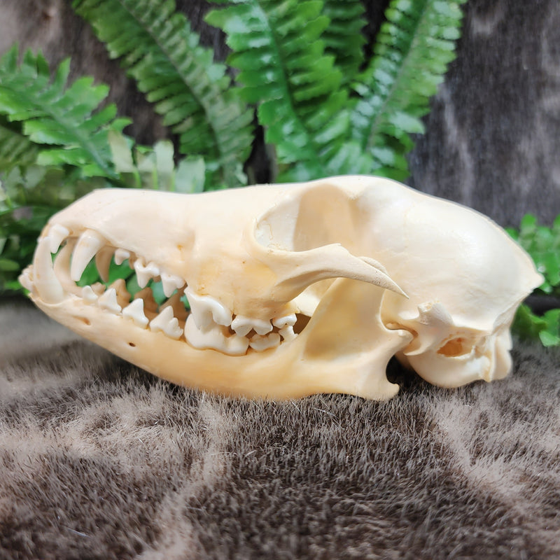 Black Backed Jackal Skull (B GRADE), D | SkullStore Inc.