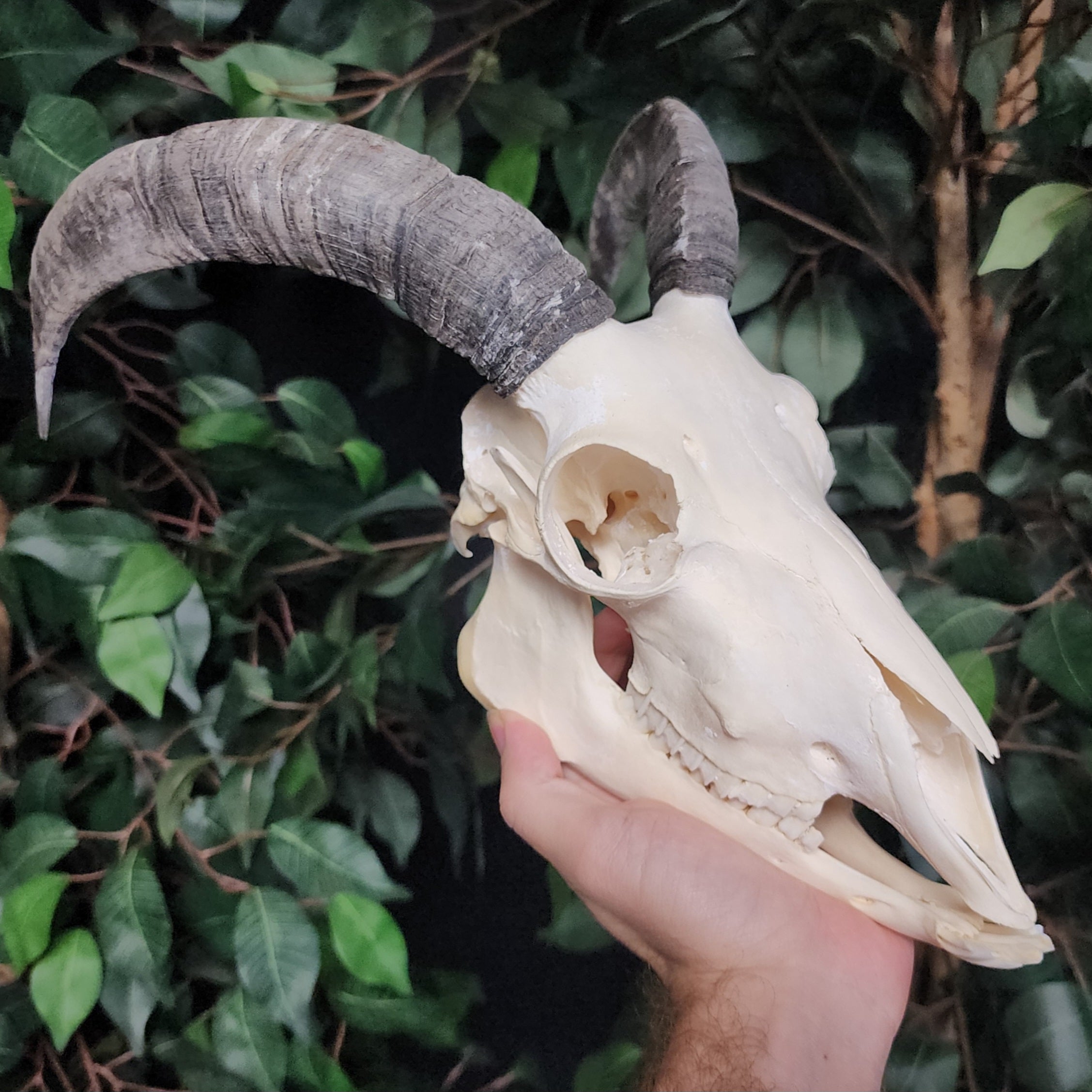domestic goat skull