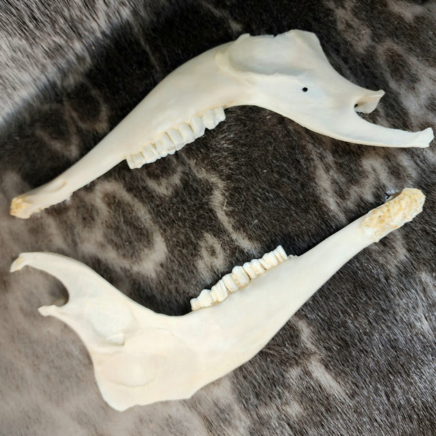 Blesbok Antelope Jaws | SkullStore Inc.