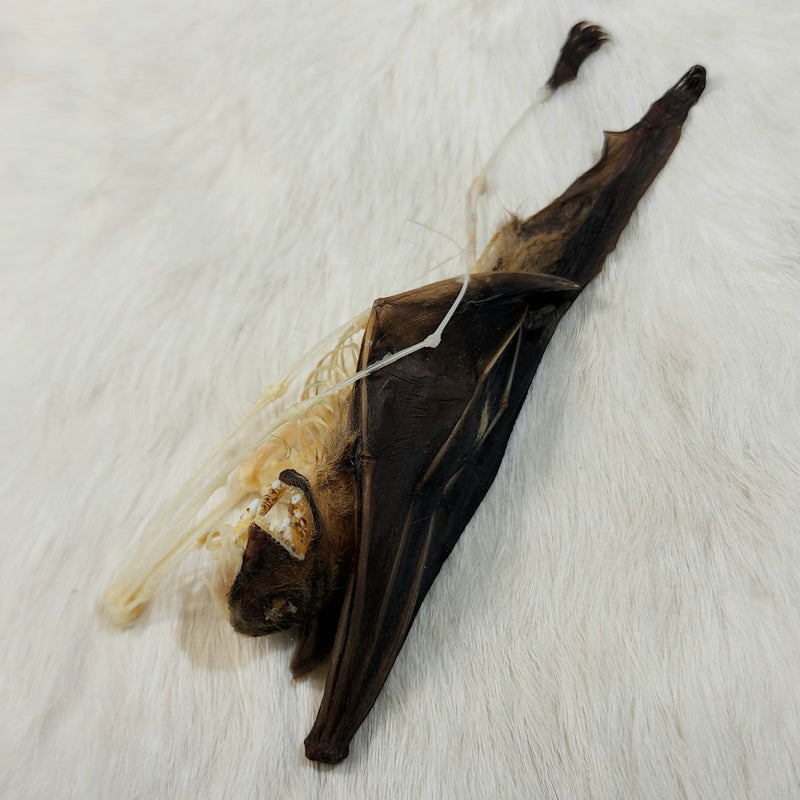 Minute Fruit Bat, Comparative Anatomy