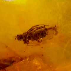 Insects In Dominican Amber, D