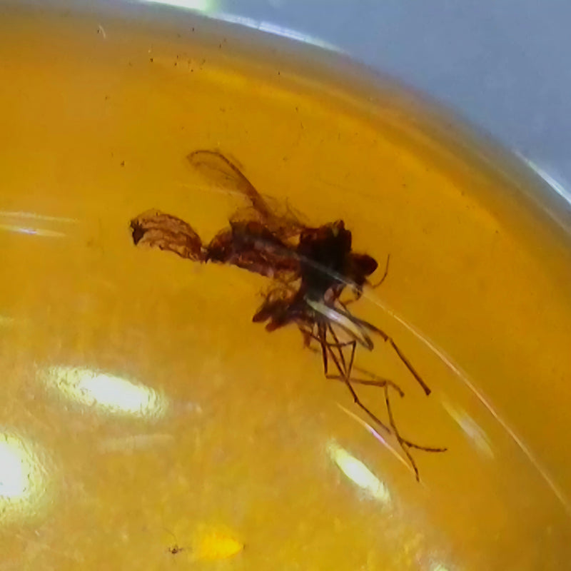 Insects In Dominican Amber, C