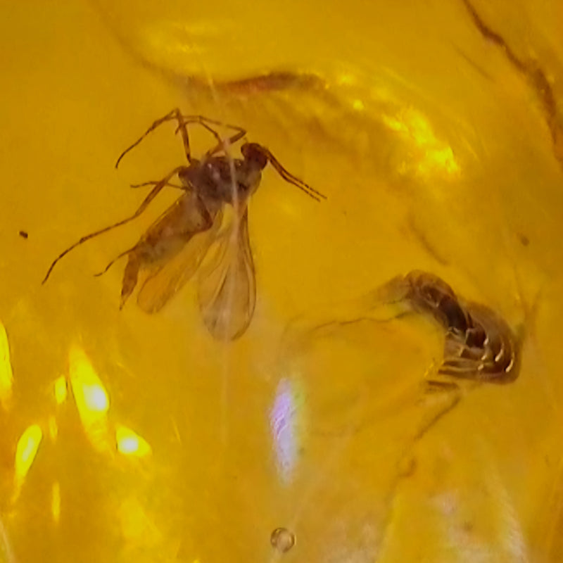 Insects In Dominican Amber, E