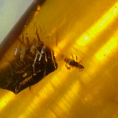 Insects In Dominican Amber, I