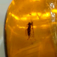 Insects In Dominican Amber, L