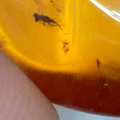 Insects In Dominican Amber, L