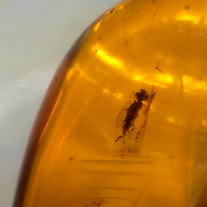 Insects In Dominican Amber, L