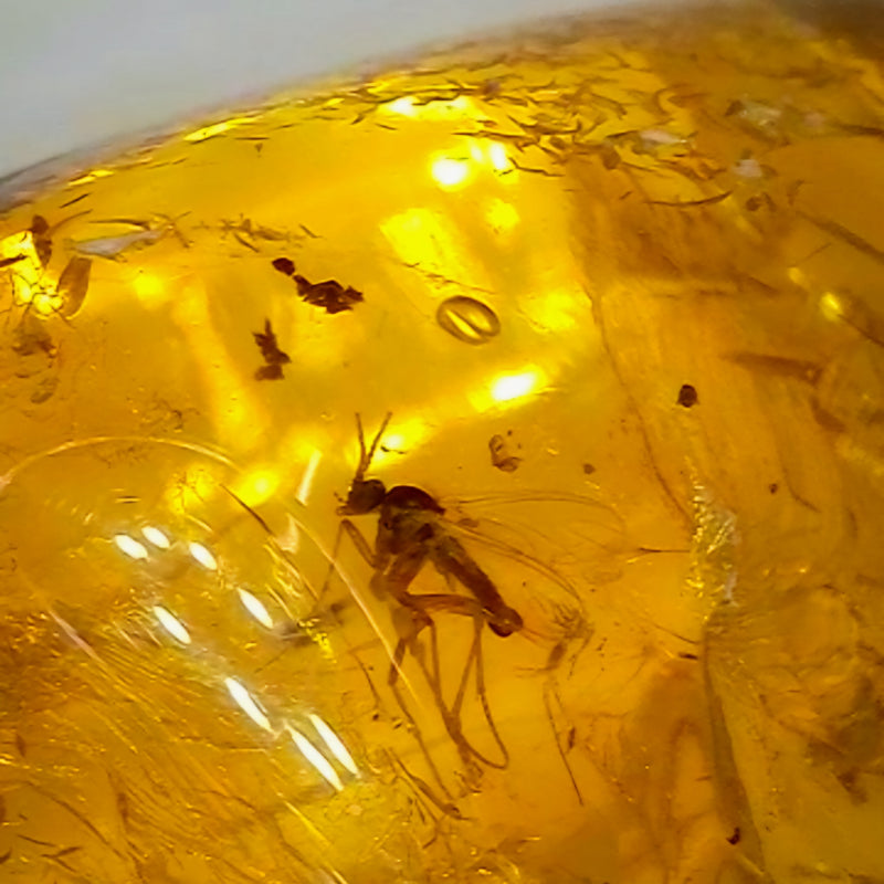 Insects In Dominican Amber, M