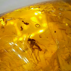 Insects In Dominican Amber, M