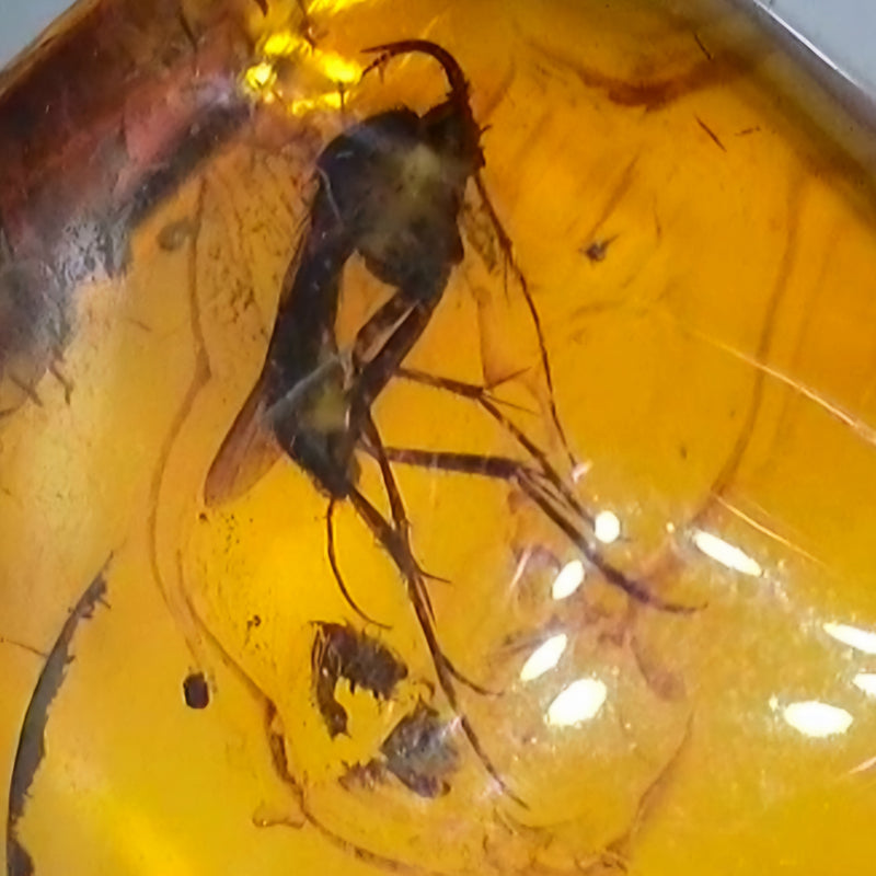 Insects In Dominican Amber, N