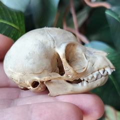 Ringtail Lemur Skull (Ex-Museum)