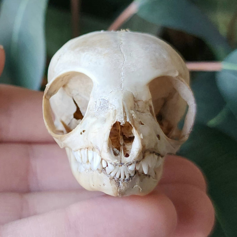 Ringtail Lemur Skull (Ex-Museum)