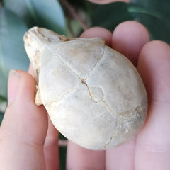 Ringtail Lemur Skull (Ex-Museum)