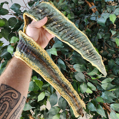 Green Tree Python Skin (Ex-Museum)