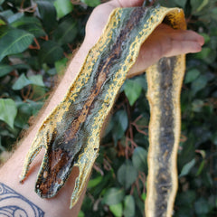 Green Tree Python Skin (Ex-Museum)