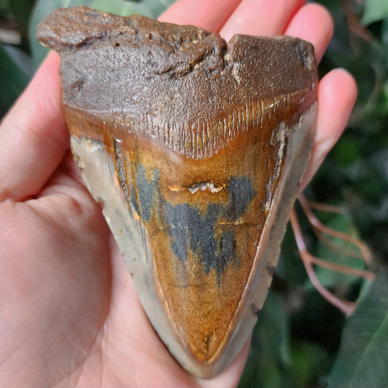 Megalodon Tooth J (4.75")