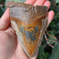 Megalodon Tooth J (4.75