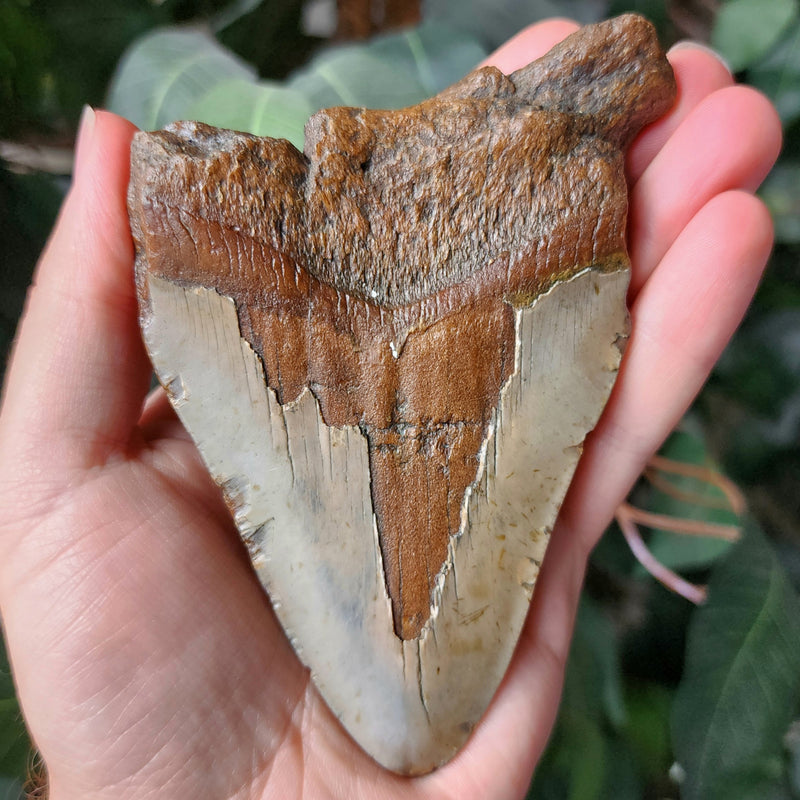 Megalodon Tooth J (4.75")