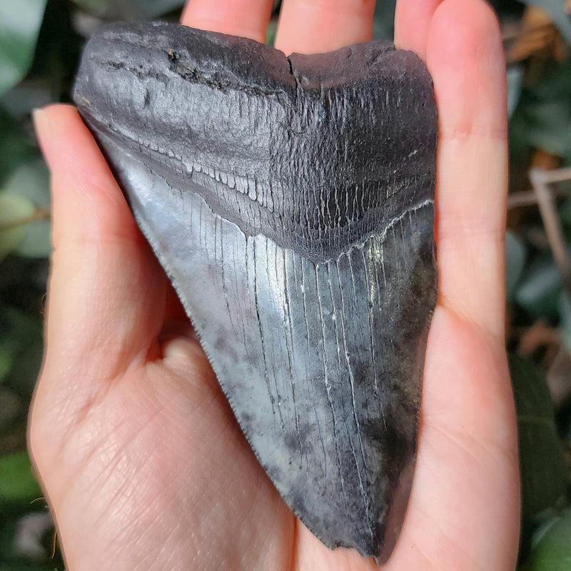 Megalodon Tooth N (4.25")