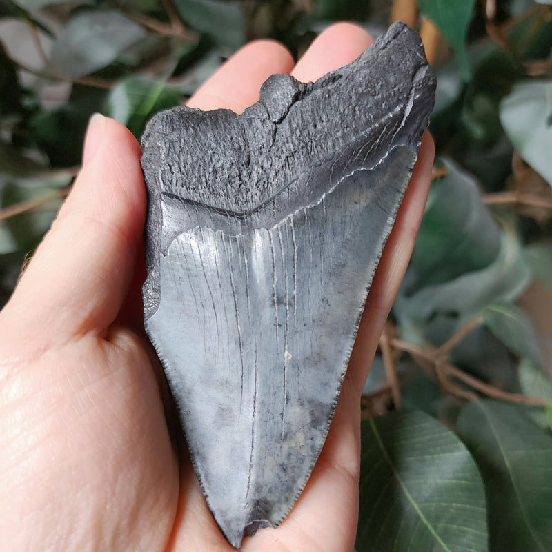 Megalodon Tooth N (4.25")