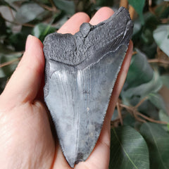 Megalodon Tooth N (4.25