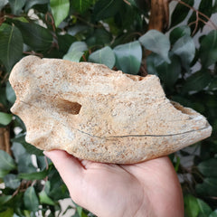 Cave Bear Jaw Segment F