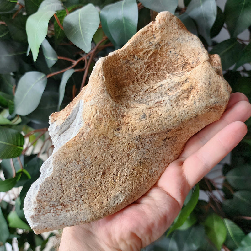 Cave Bear Jaw Segment F