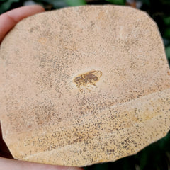 Fossil Bug, C (Brazil)