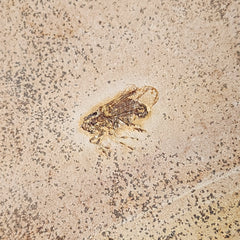 Fossil Bug, C (Brazil)