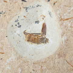 Fossil Bug, B (Brazil)