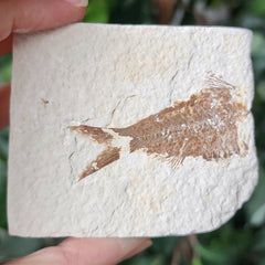 Fossil Knightia Fish, E