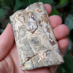Baculites Compressus Fossil D (Ex-Museum)