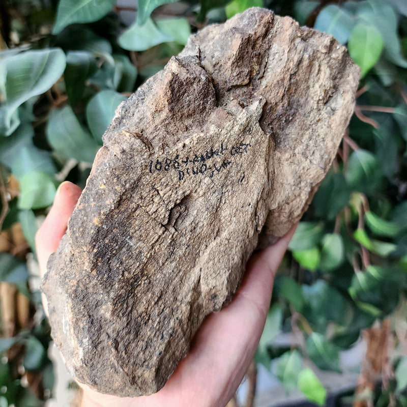 Triceratops Bone Fragment (Ex-Museum)