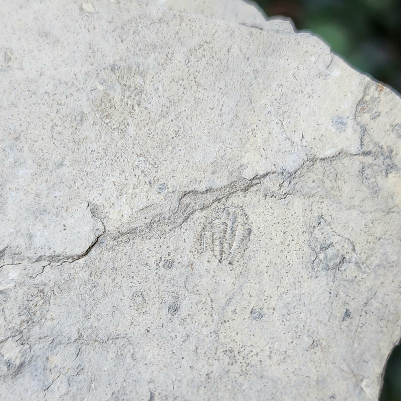 Ontario Trilobite Fossils B