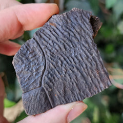 Turtle Shell Fossil, A