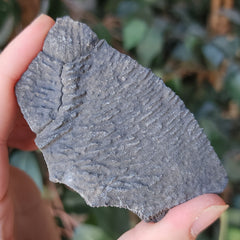 Turtle Shell Fossil, D