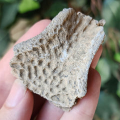 Crocodile Fossil Skull Segment