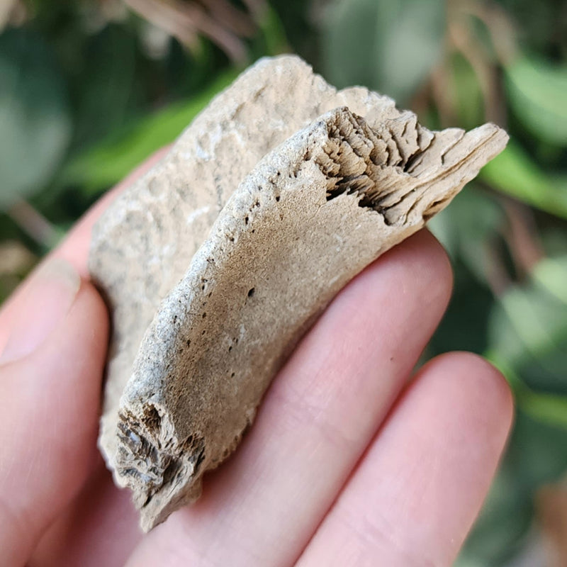 Crocodile Fossil Skull Segment