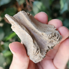 Crocodile Fossil Skull Segment