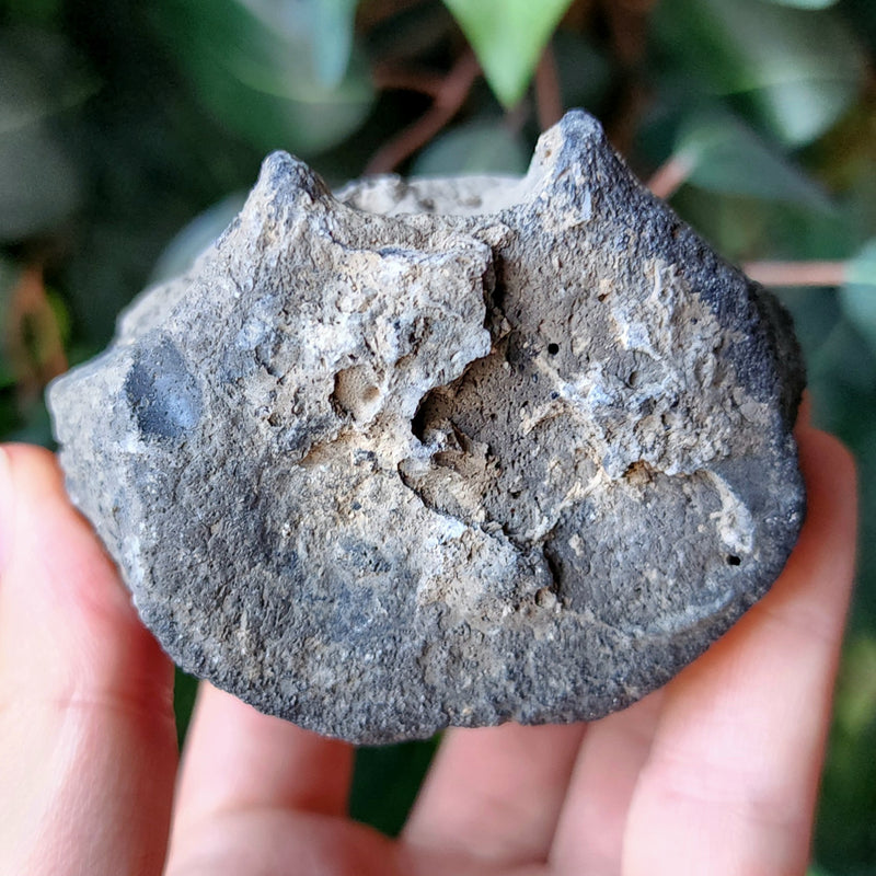 Fossil Whale Vertebrae J